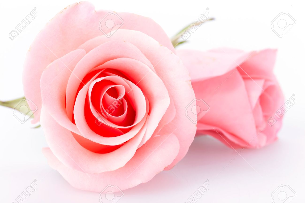 Detail Pink Rose Flowers Images Nomer 7