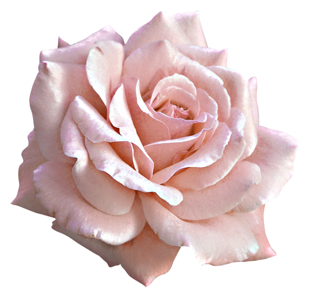 Detail Pink Rose Png Nomer 13