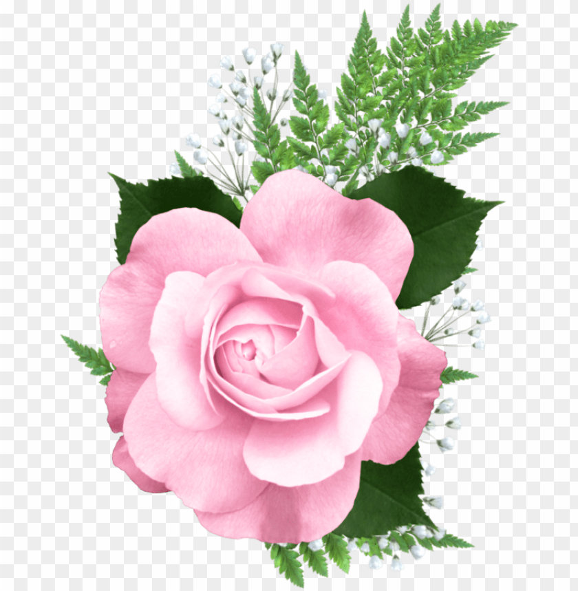 Detail Pink Rose Png Nomer 24