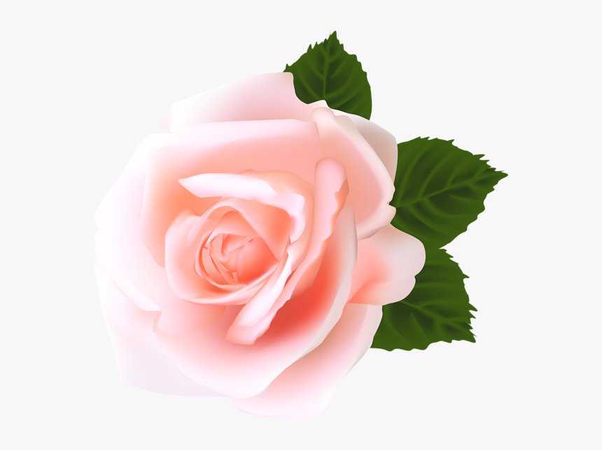 Detail Pink Rose Png Nomer 3