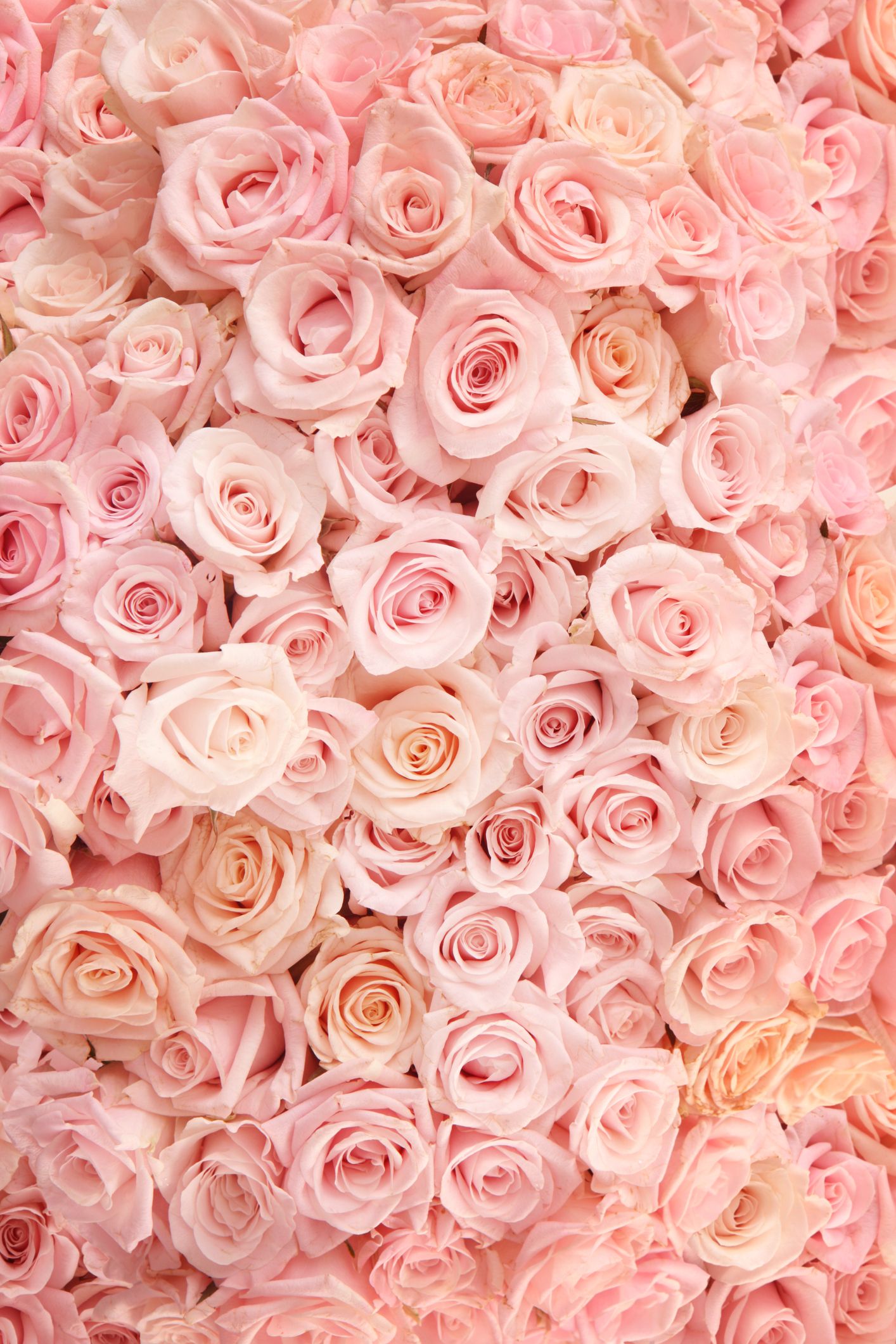 Detail Pink Roses Pics Nomer 17