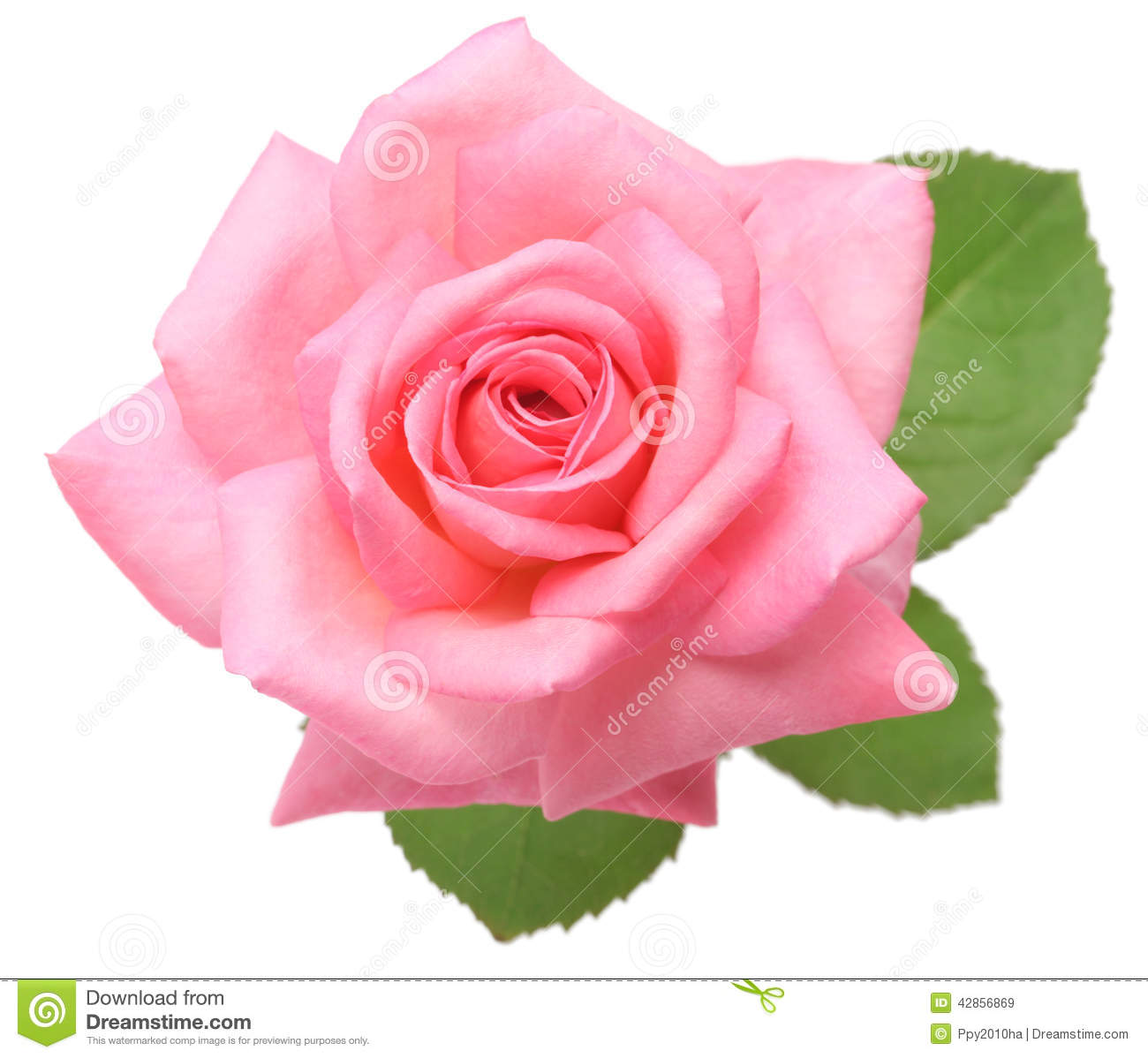 Detail Pink Roses Pics Nomer 23