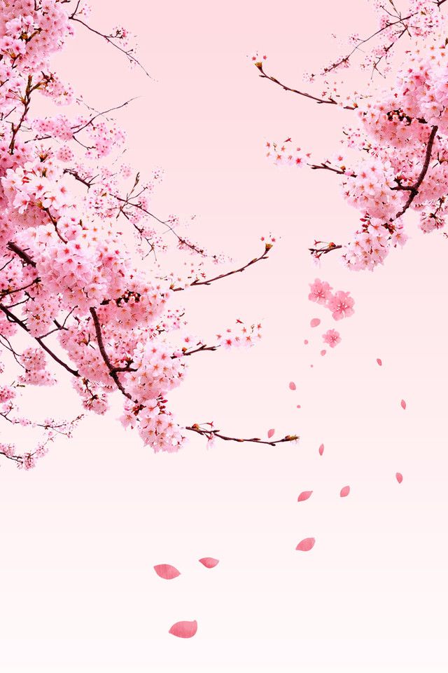 Detail Pink Sakura Wallpaper Nomer 12