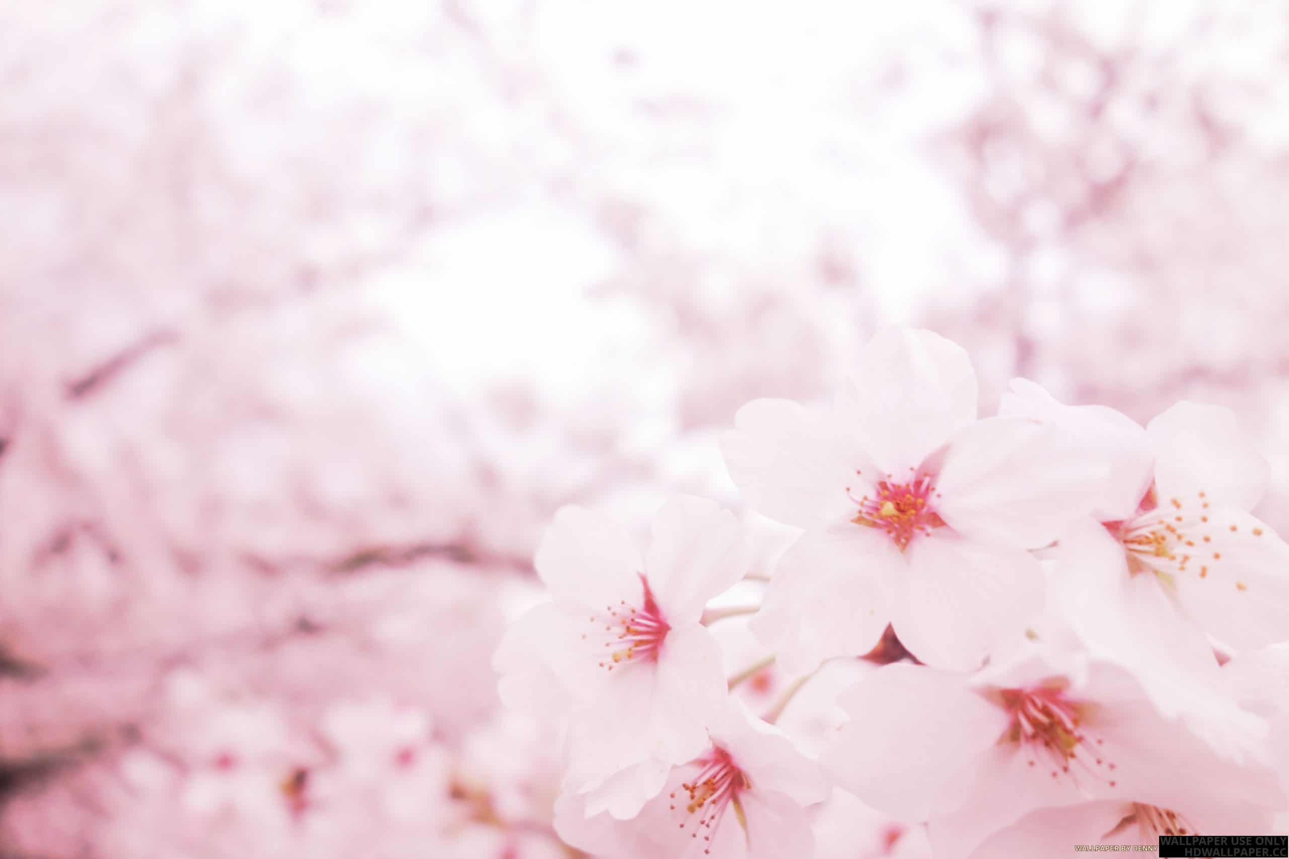 Detail Pink Sakura Wallpaper Nomer 14