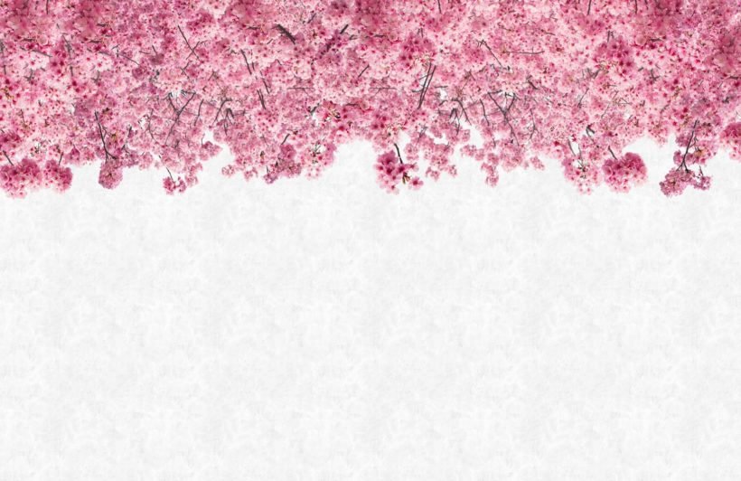 Detail Pink Sakura Wallpaper Nomer 25