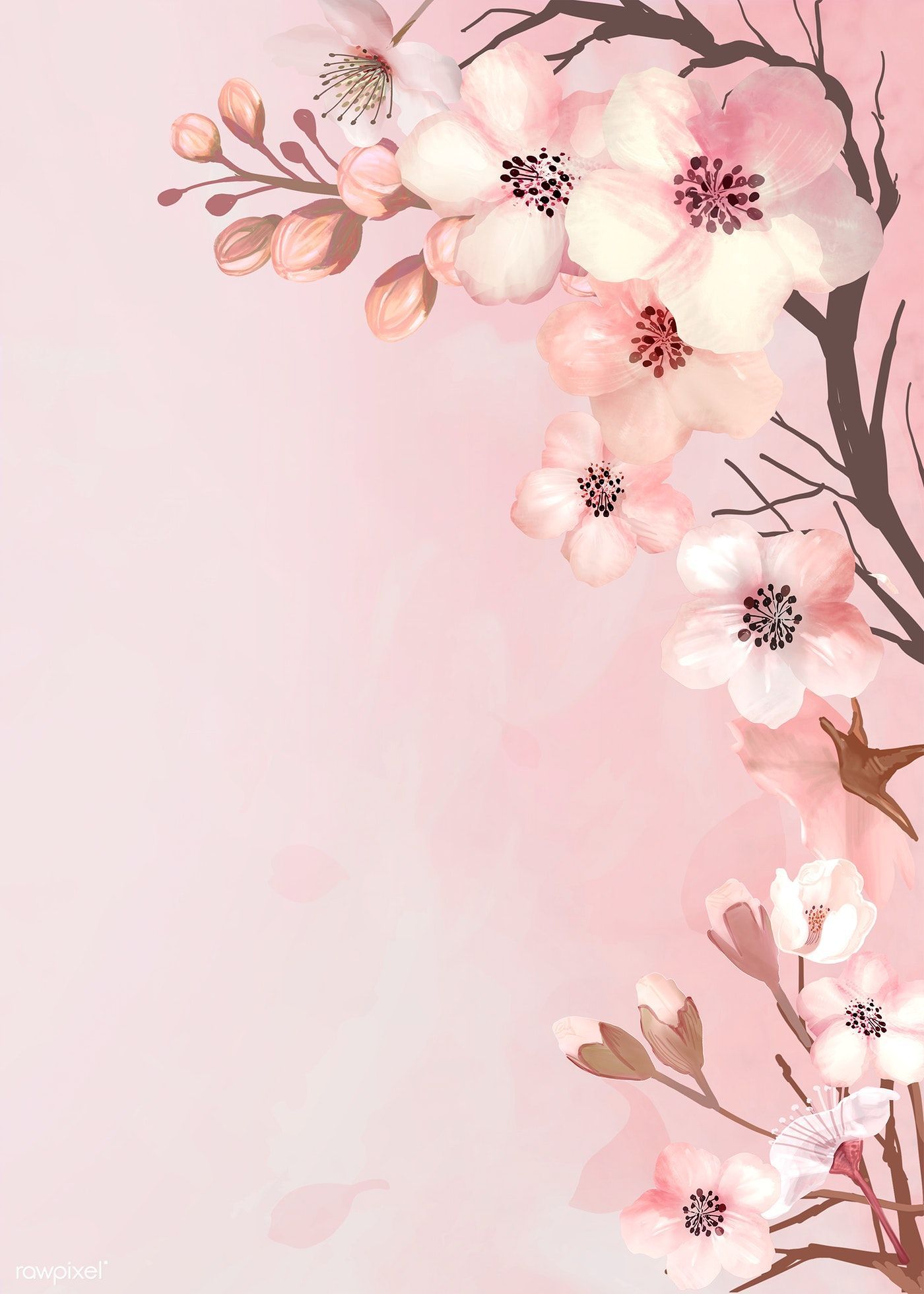Detail Pink Sakura Wallpaper Nomer 38