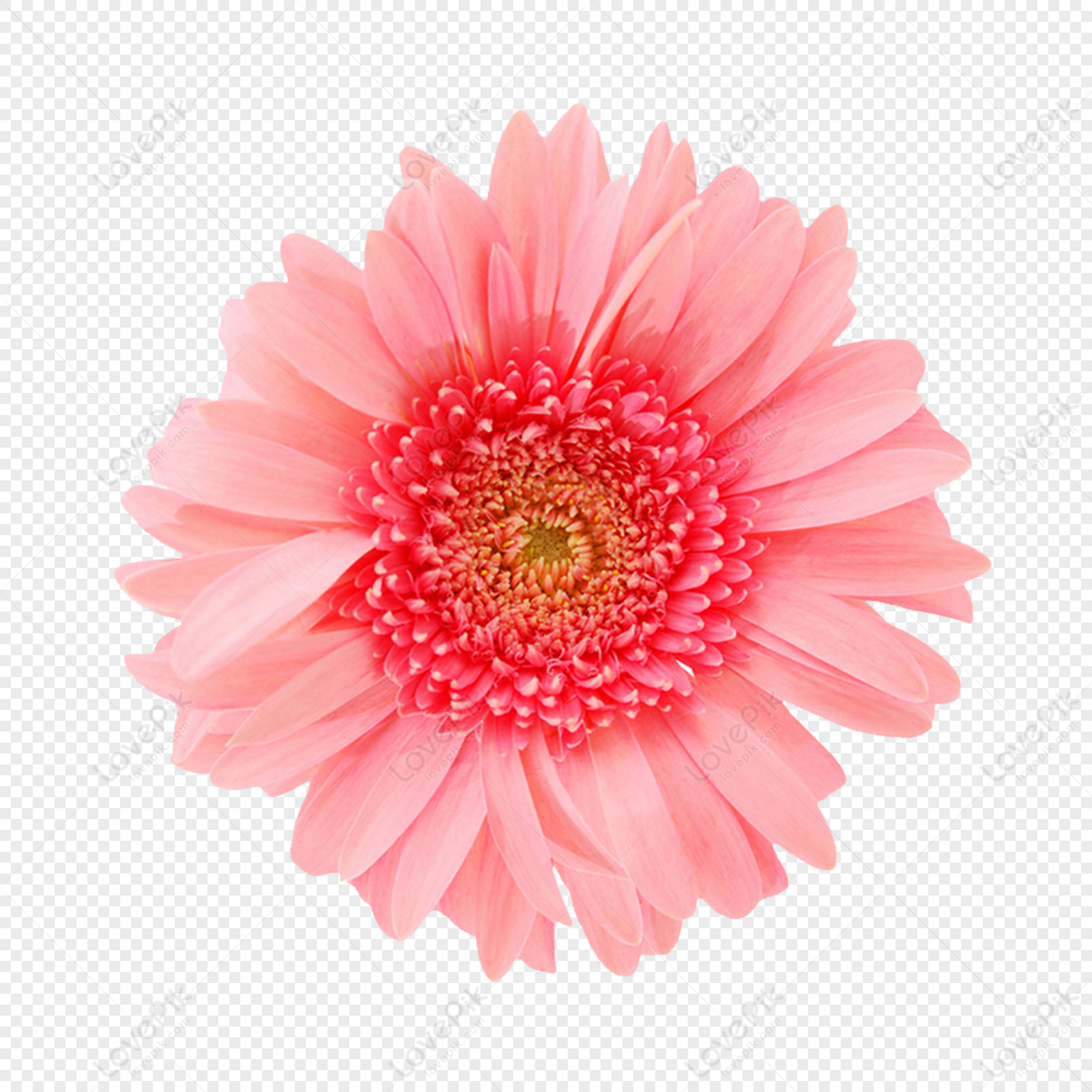 Pink Sunflower Png - KibrisPDR