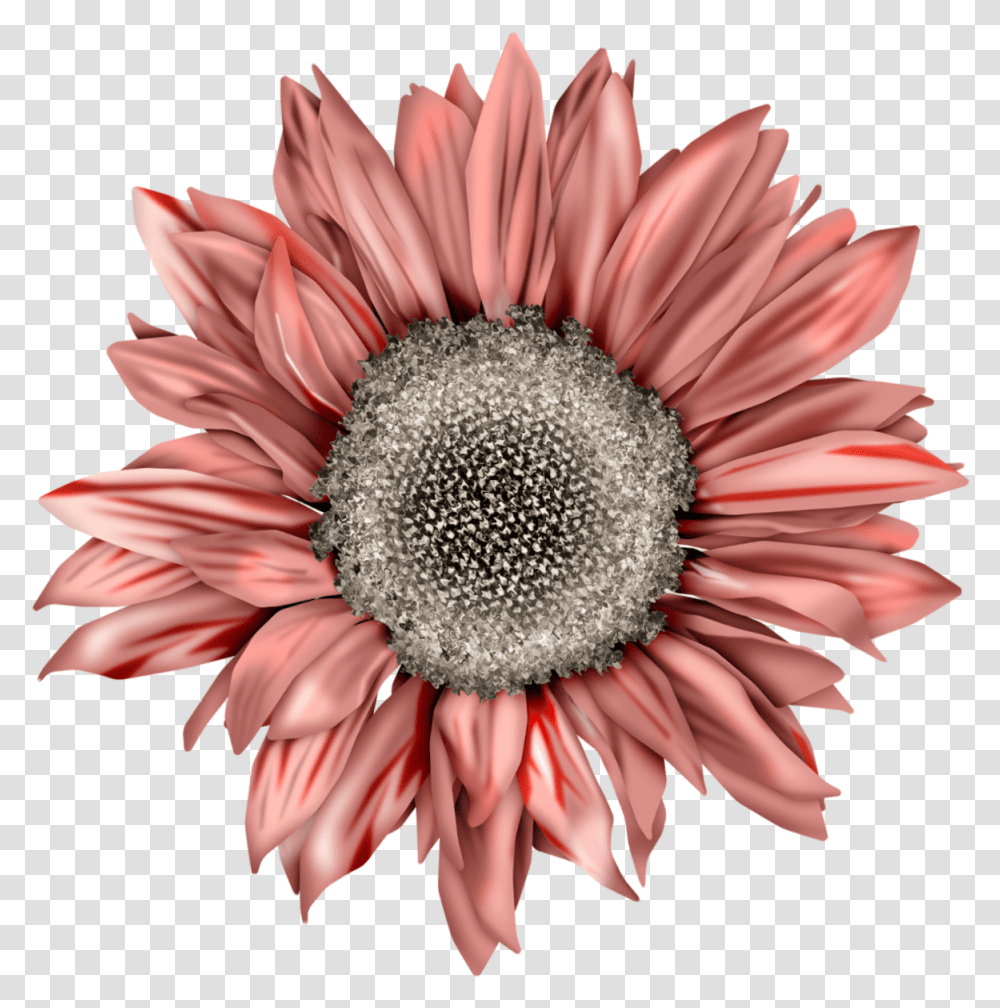 Detail Pink Sunflower Png Nomer 10