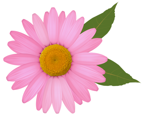 Detail Pink Sunflower Png Nomer 15