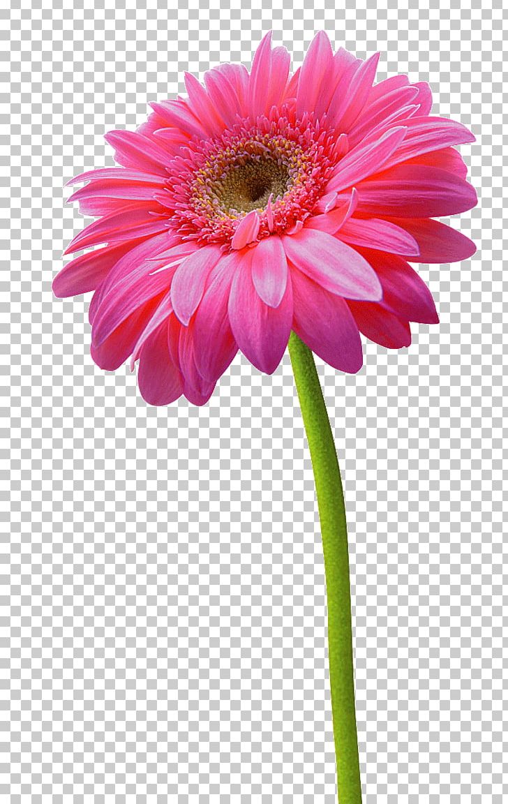 Detail Pink Sunflower Png Nomer 17