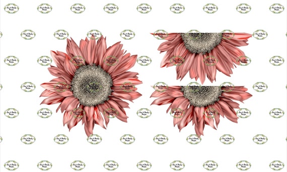 Detail Pink Sunflower Png Nomer 25