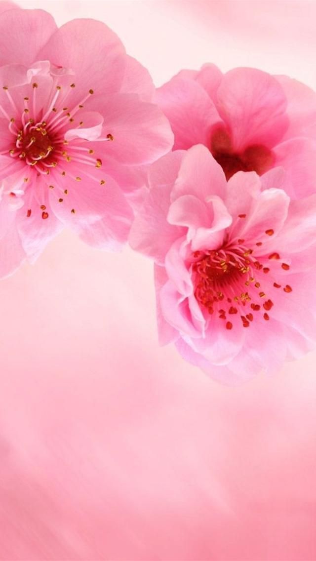 Detail Pink Wallpaper For Iphone 5 Nomer 24