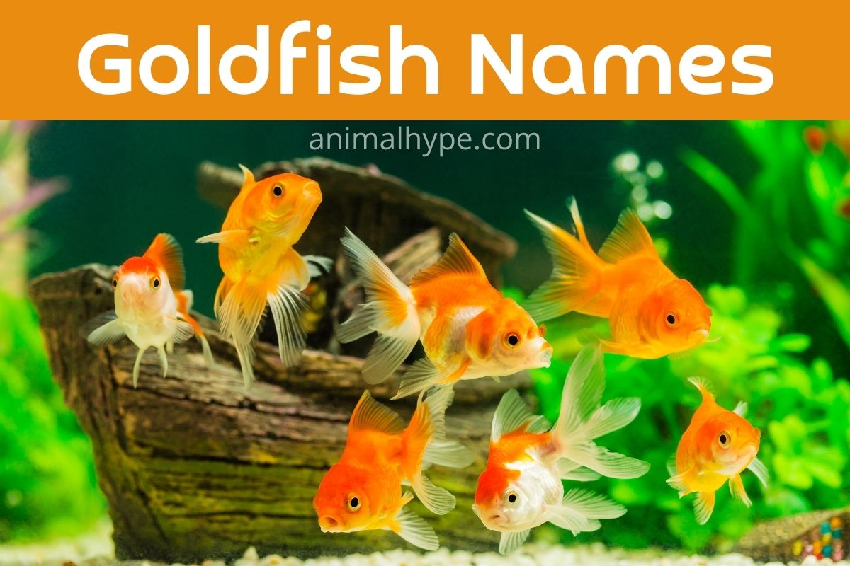 Detail Pinocchio Goldfish Name Nomer 31