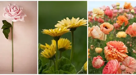 Detail Pinterest Bunga Nomer 41
