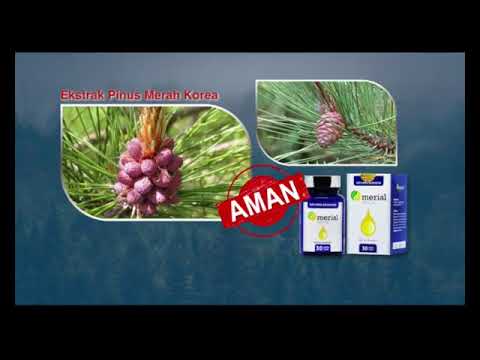 Detail Pinus Merah Korea Nomer 28