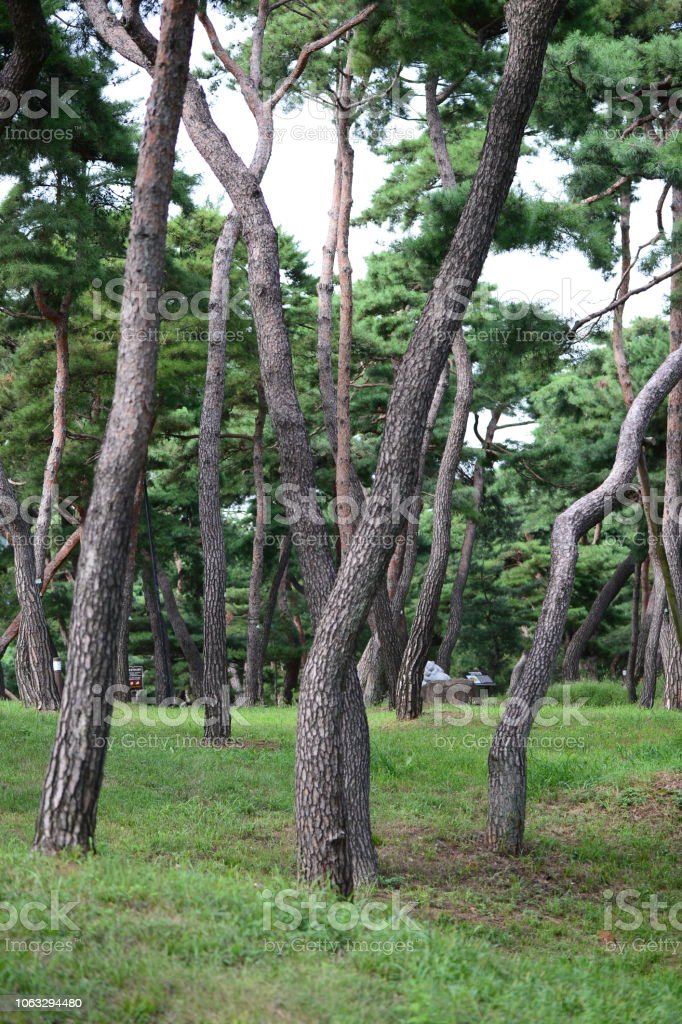 Detail Pinus Merah Korea Nomer 6