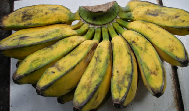 Detail Pisang Kepok Png Nomer 16