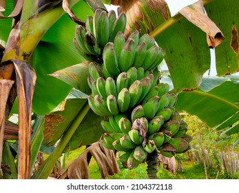 Detail Pisang Kepok Png Nomer 49