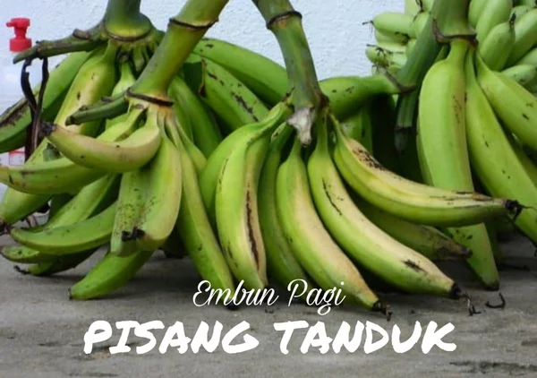 Detail Pisang Tanduk Png Nomer 17