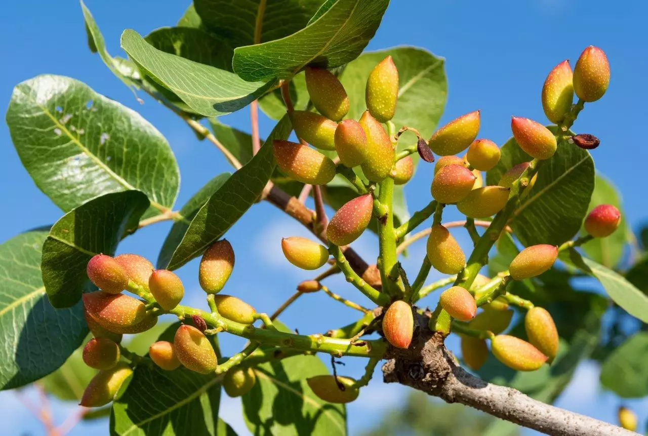 Detail Pistachio Images Nomer 47