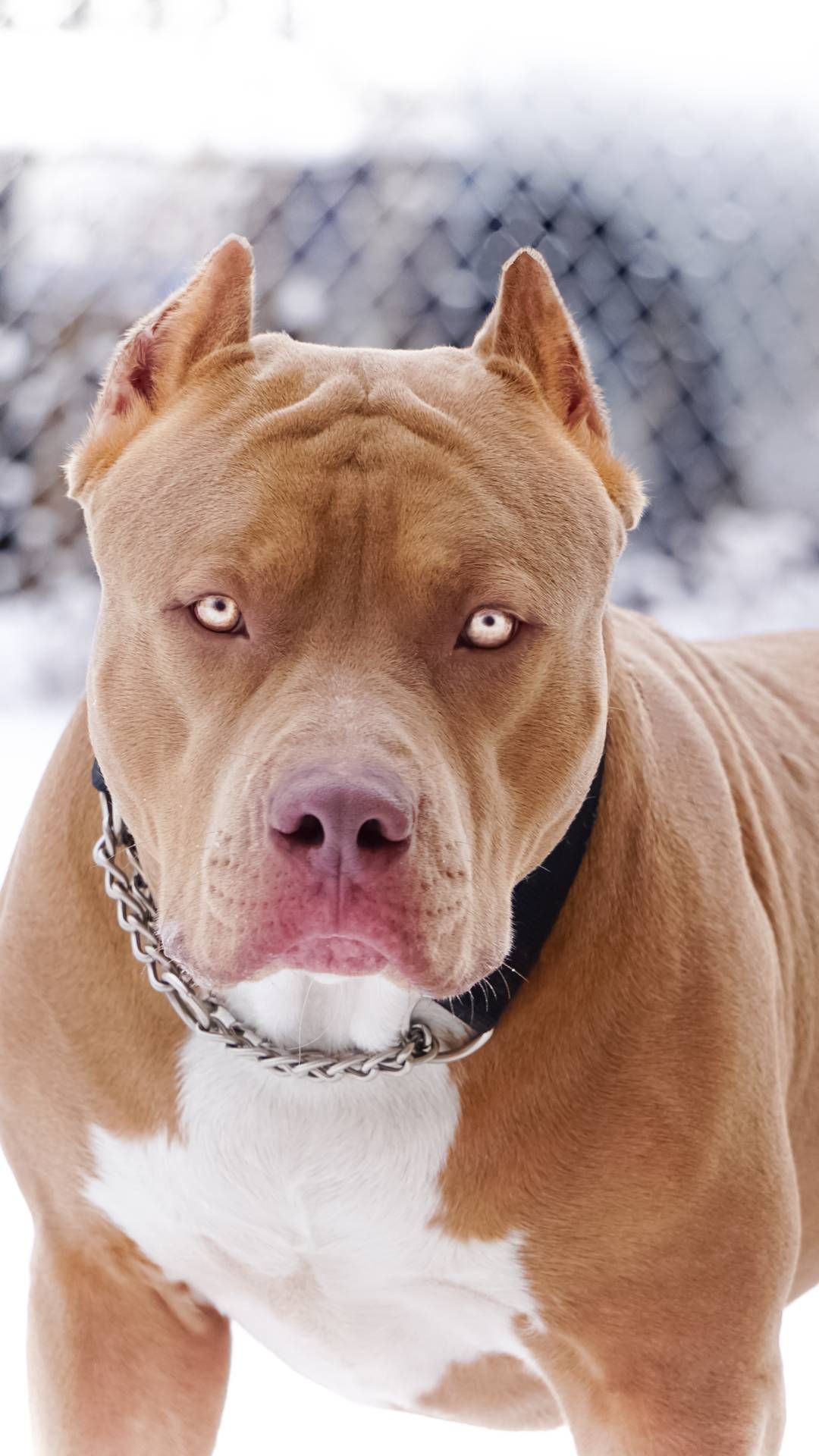 Pitbull Dog Wallpaper - KibrisPDR