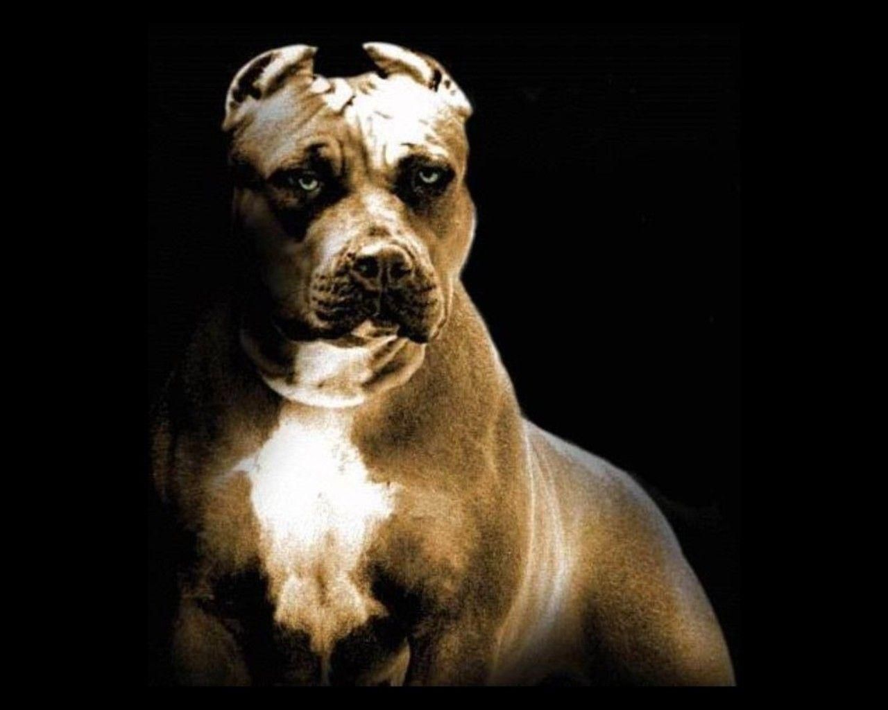 Detail Pitbull Dog Wallpaper Nomer 12