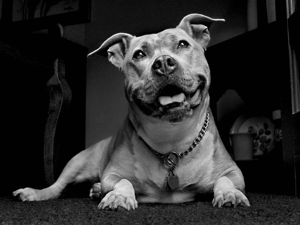 Download Pitbull Dog Wallpaper Nomer 16