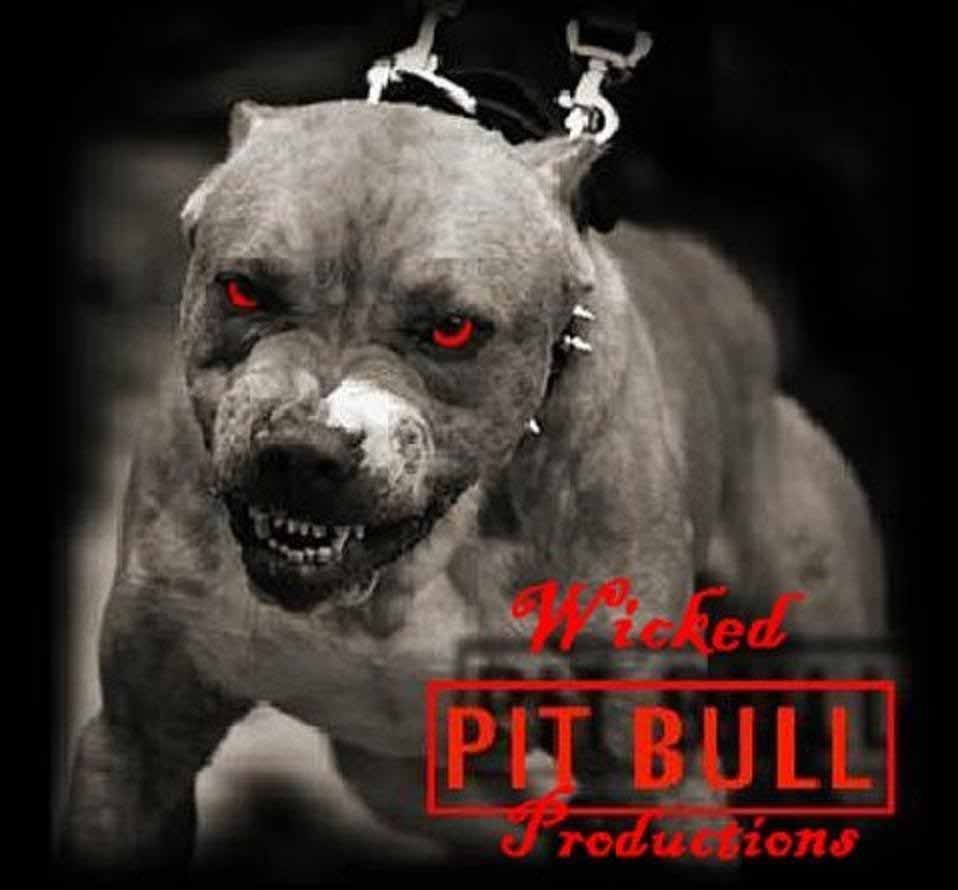 Detail Pitbull Dog Wallpaper Nomer 19