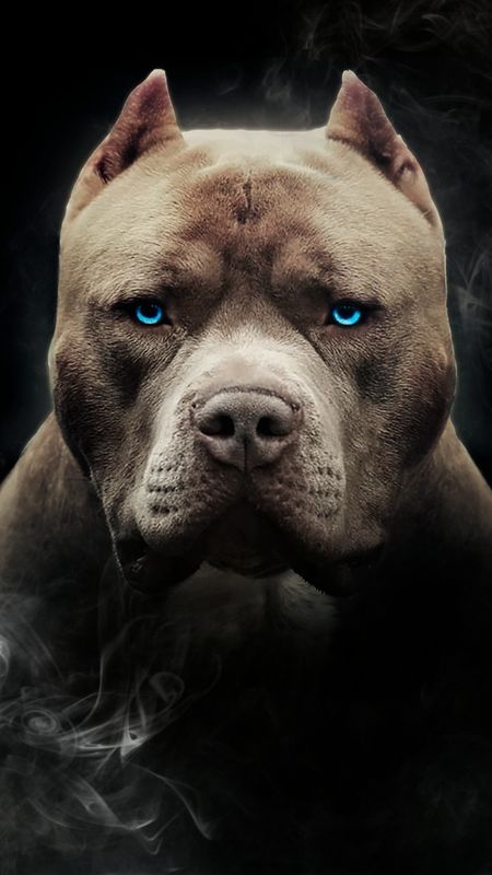 Detail Pitbull Dog Wallpaper Nomer 3