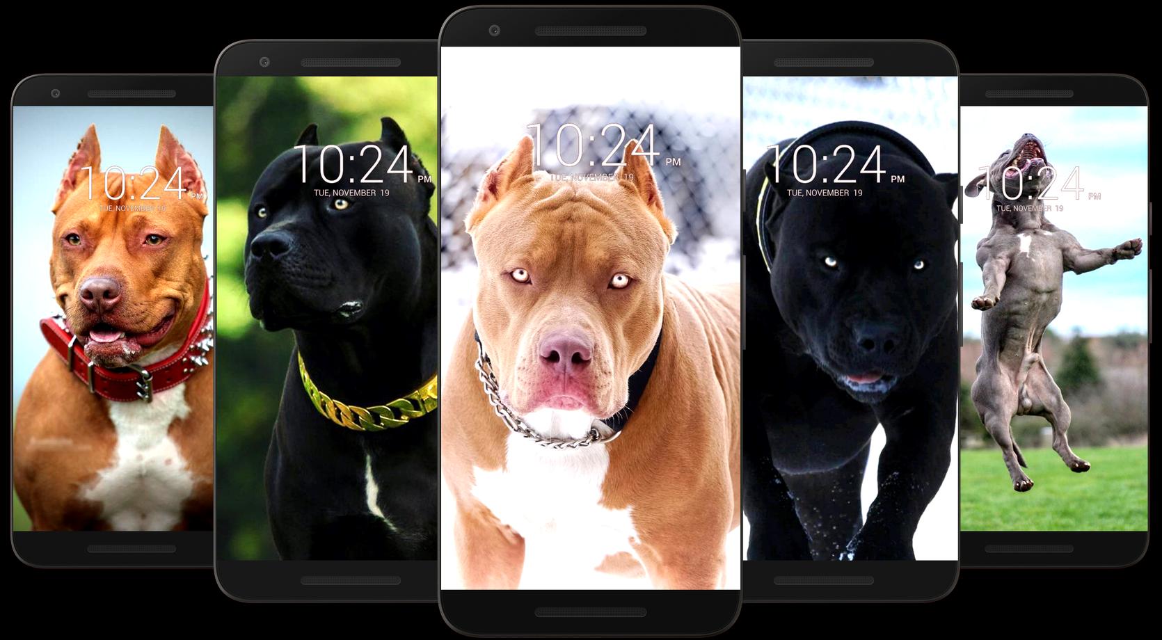 Detail Pitbull Dog Wallpaper Nomer 22