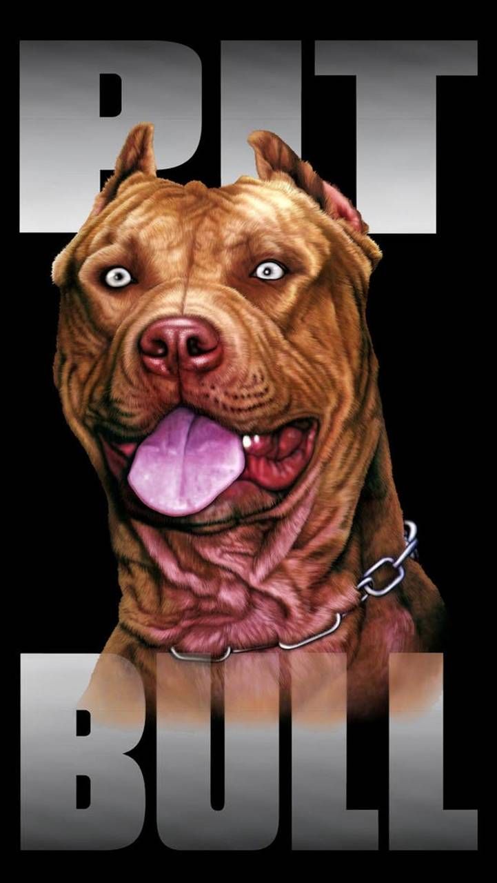 Download Pitbull Dog Wallpaper Nomer 24