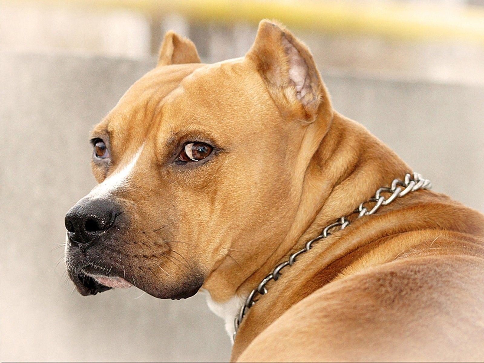 Detail Pitbull Dog Wallpaper Nomer 25