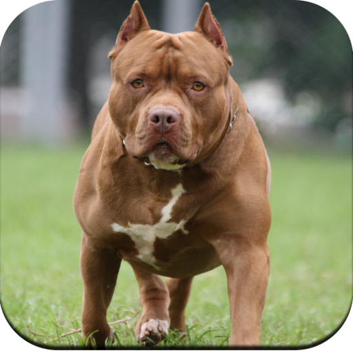 Detail Pitbull Dog Wallpaper Nomer 26