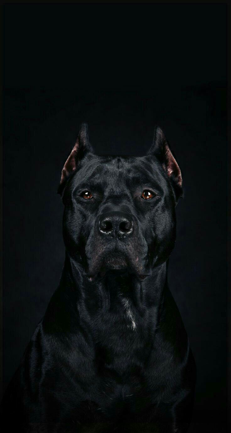 Detail Pitbull Dog Wallpaper Nomer 4