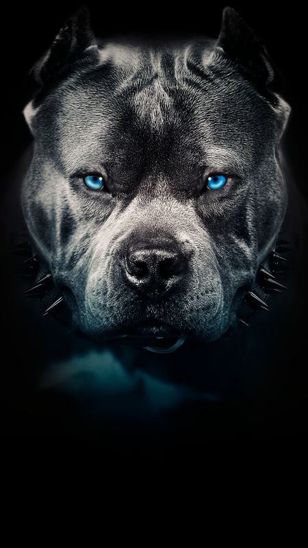 Detail Pitbull Dog Wallpaper Nomer 35