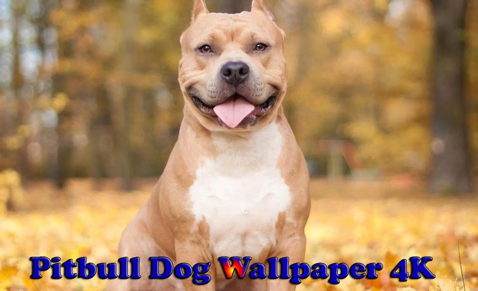 Detail Pitbull Dog Wallpaper Nomer 42