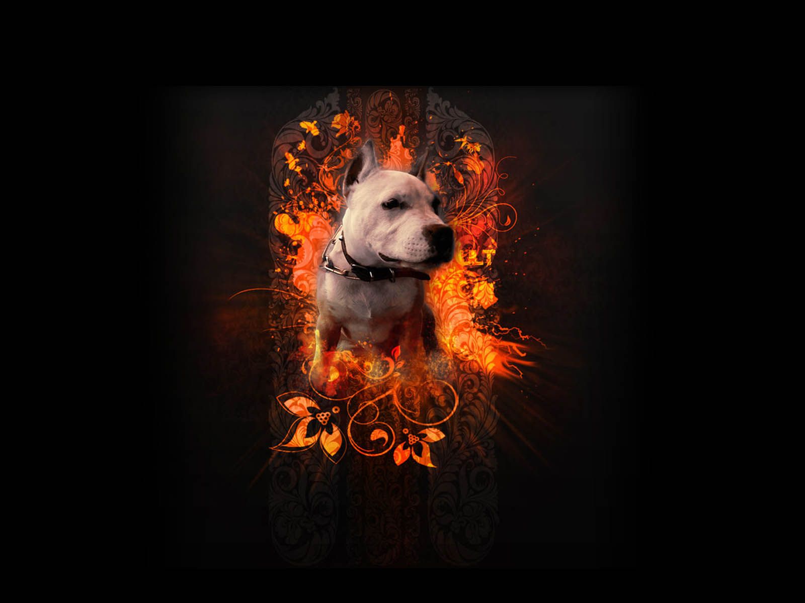 Detail Pitbull Dog Wallpaper Nomer 46