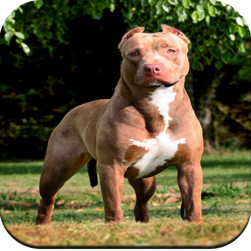 Detail Pitbull Dog Wallpaper Nomer 48