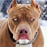 Download Pitbull Dog Wallpaper Nomer 49