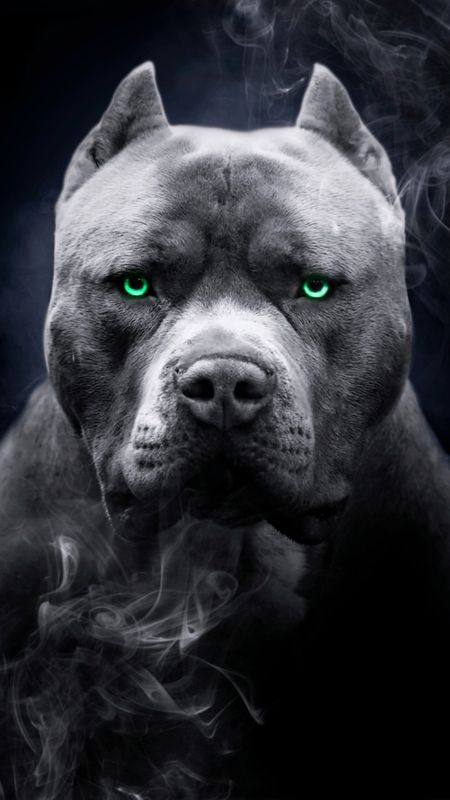 Detail Pitbull Dog Wallpaper Nomer 7