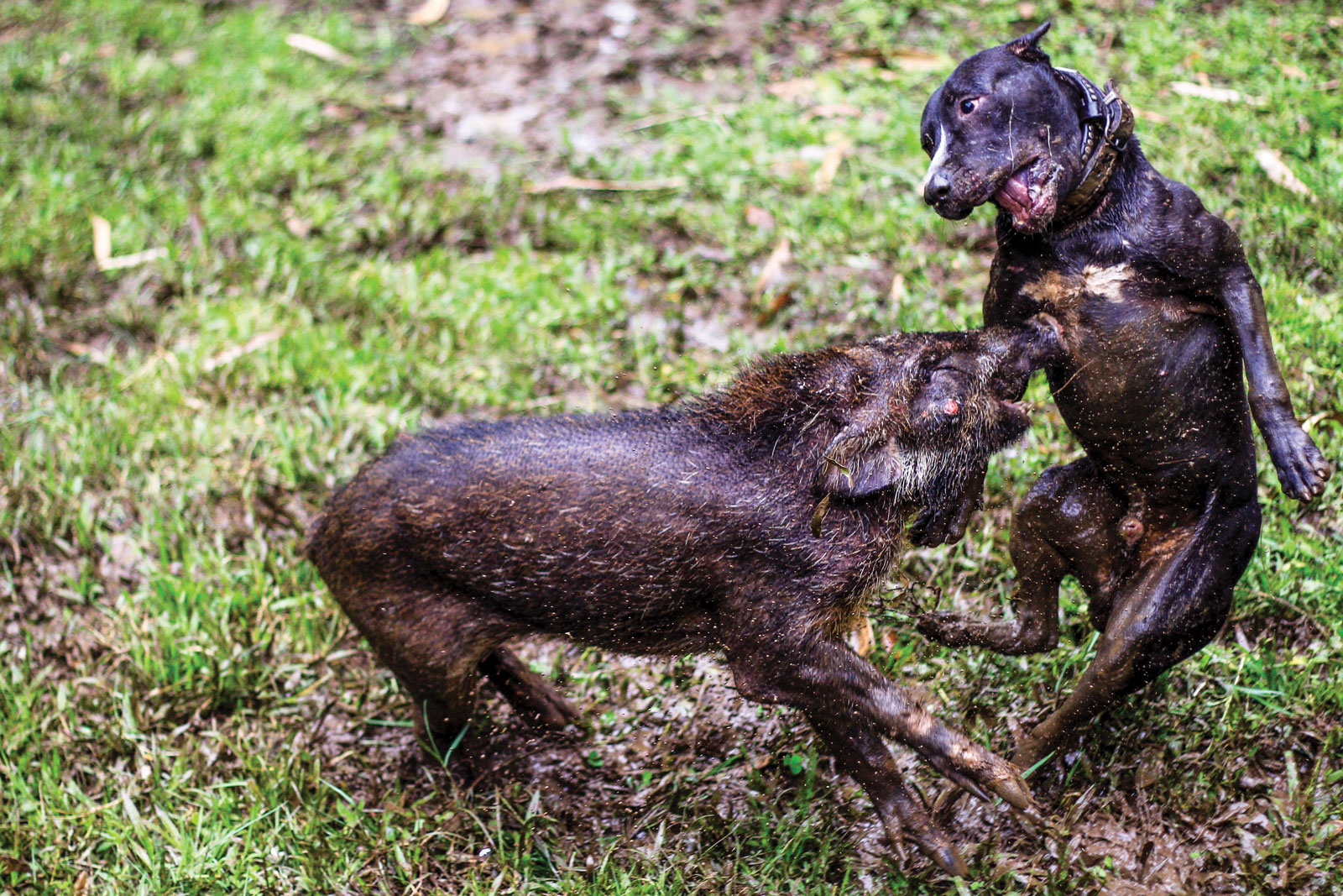 Detail Pitbull Vs Bagong Nomer 34