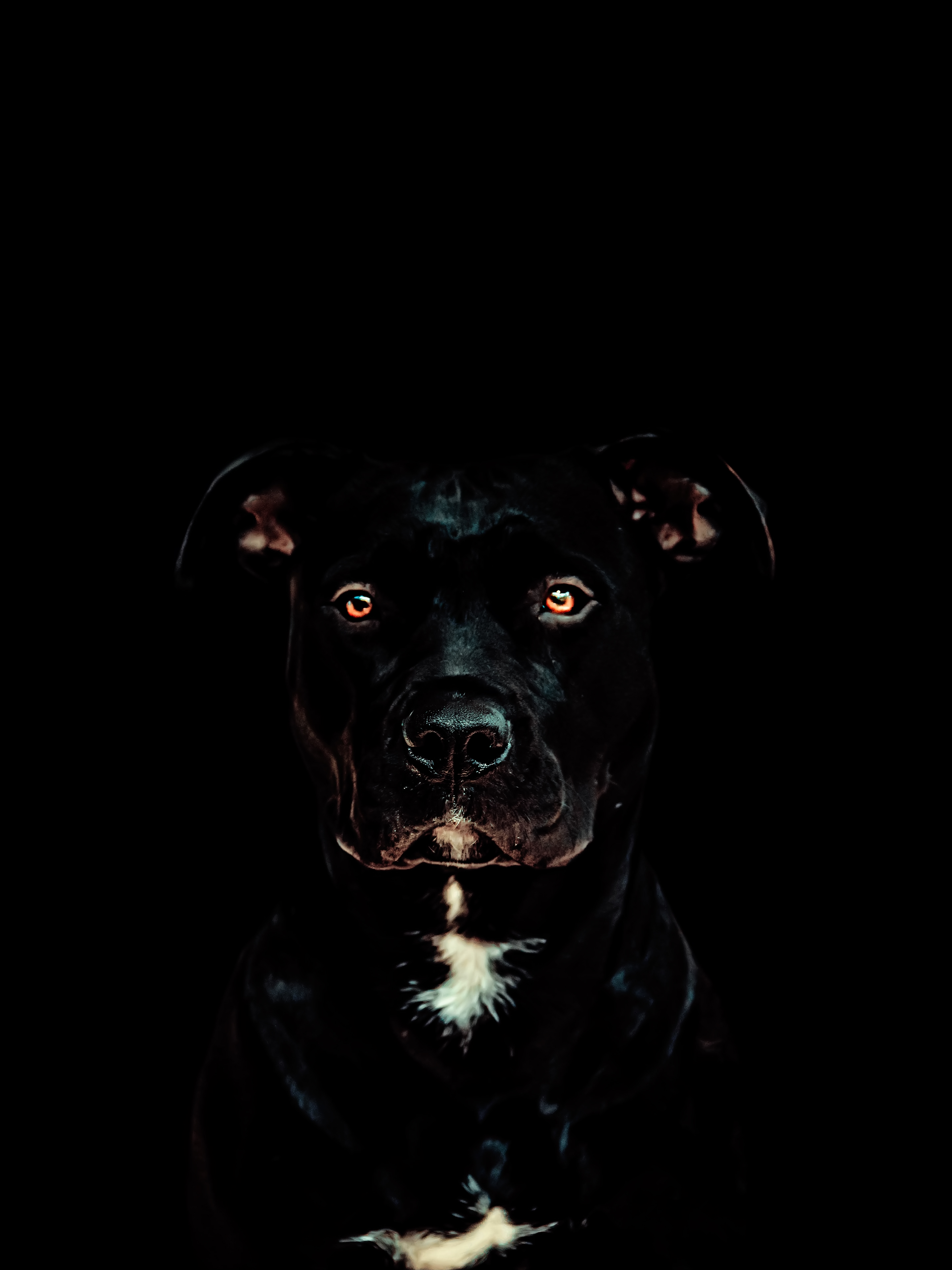 Detail Pitbull Wallpaper Nomer 23