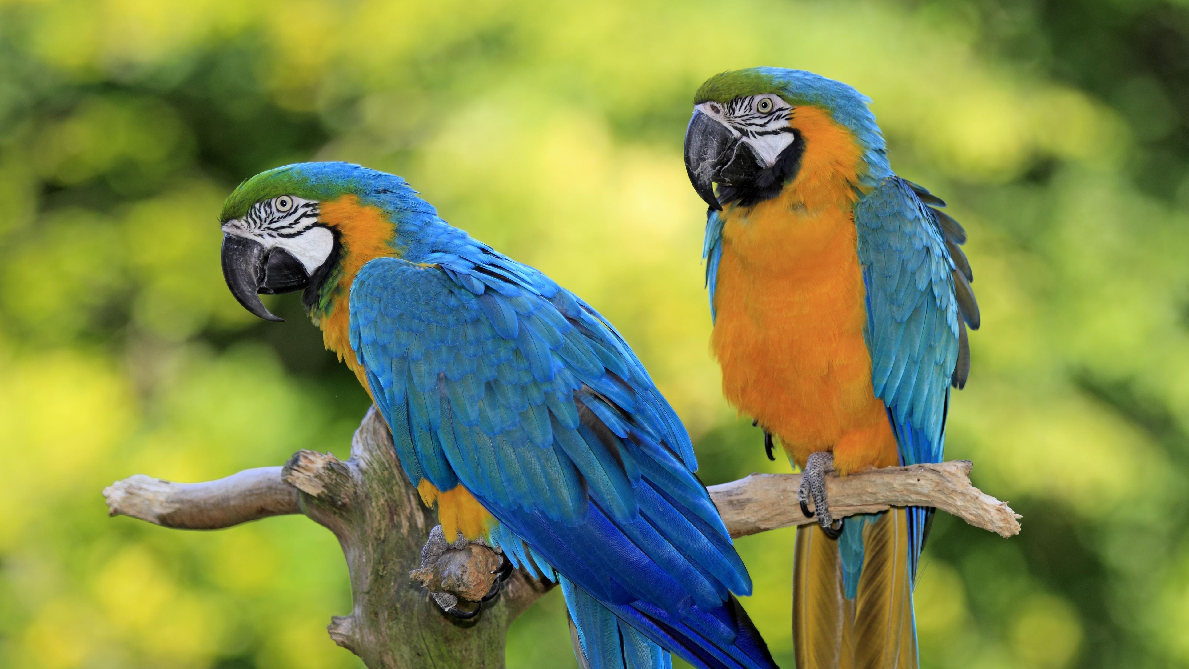 Pitures Of Parrots - KibrisPDR