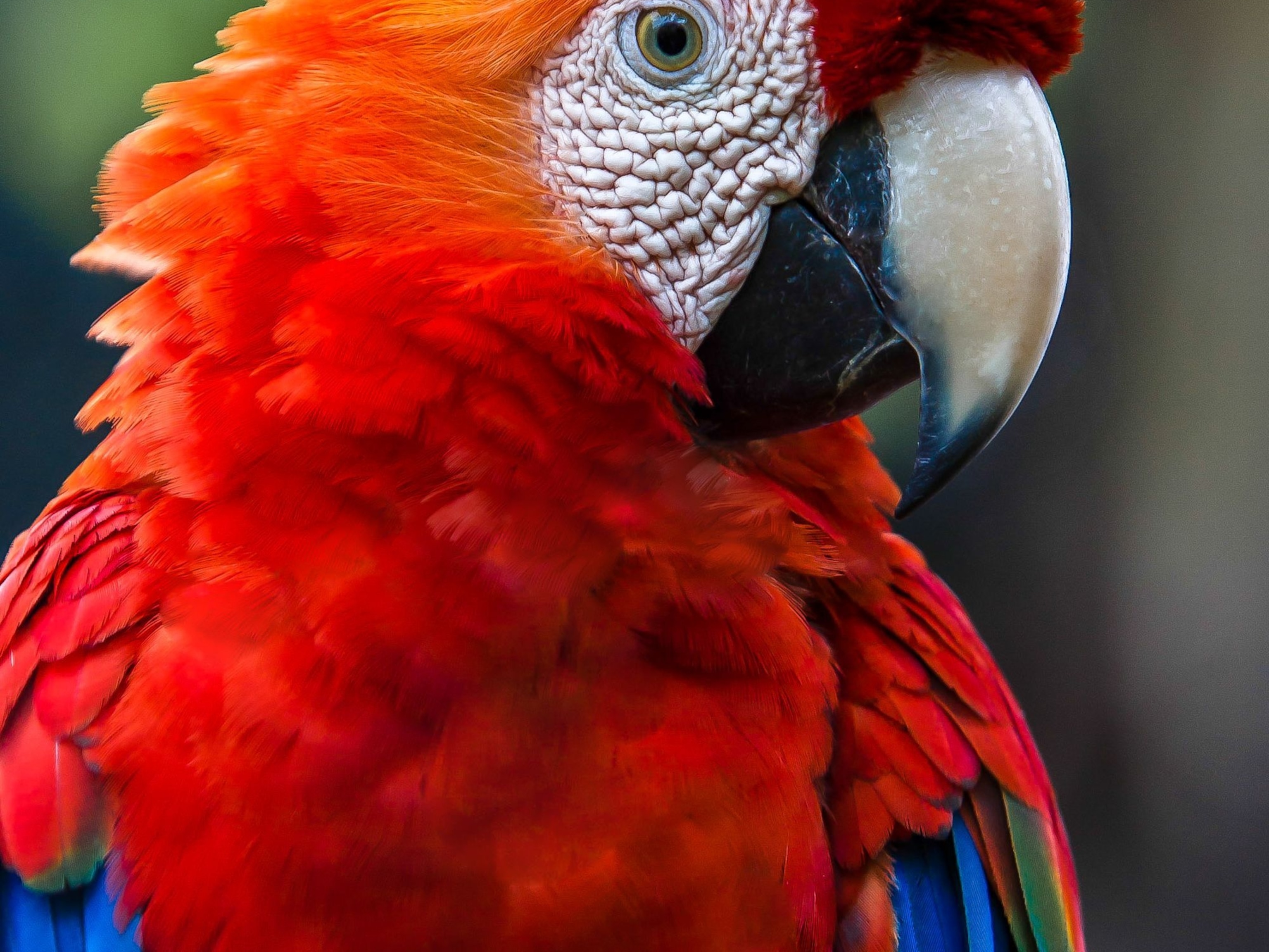 Detail Pitures Of Parrots Nomer 13