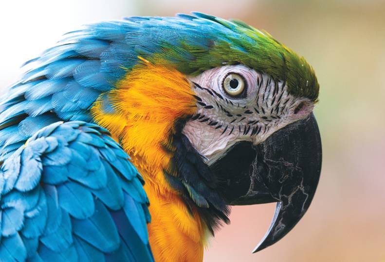Detail Pitures Of Parrots Nomer 24