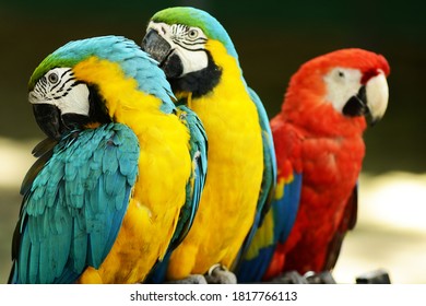 Detail Pitures Of Parrots Nomer 25