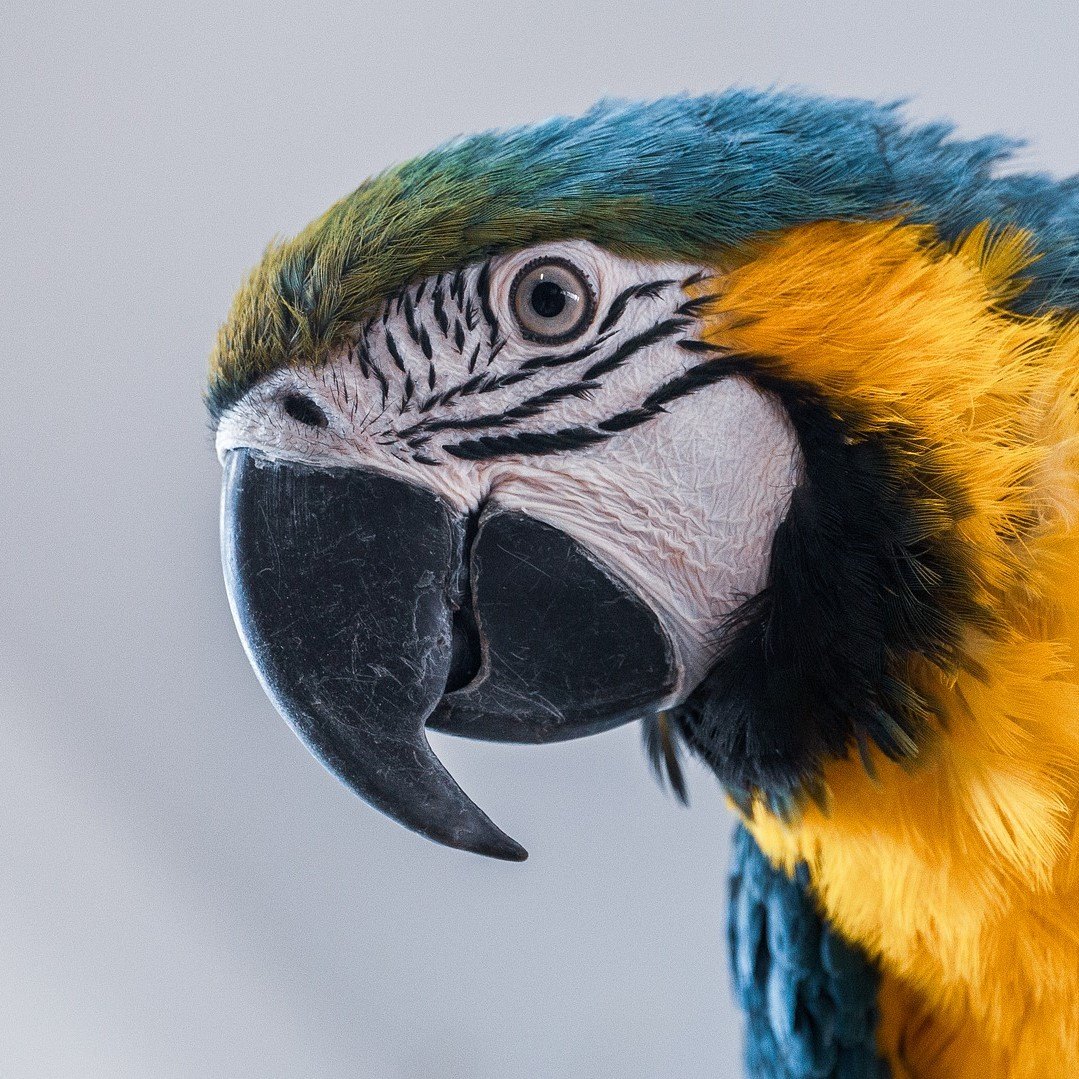 Download Pitures Of Parrots Nomer 34