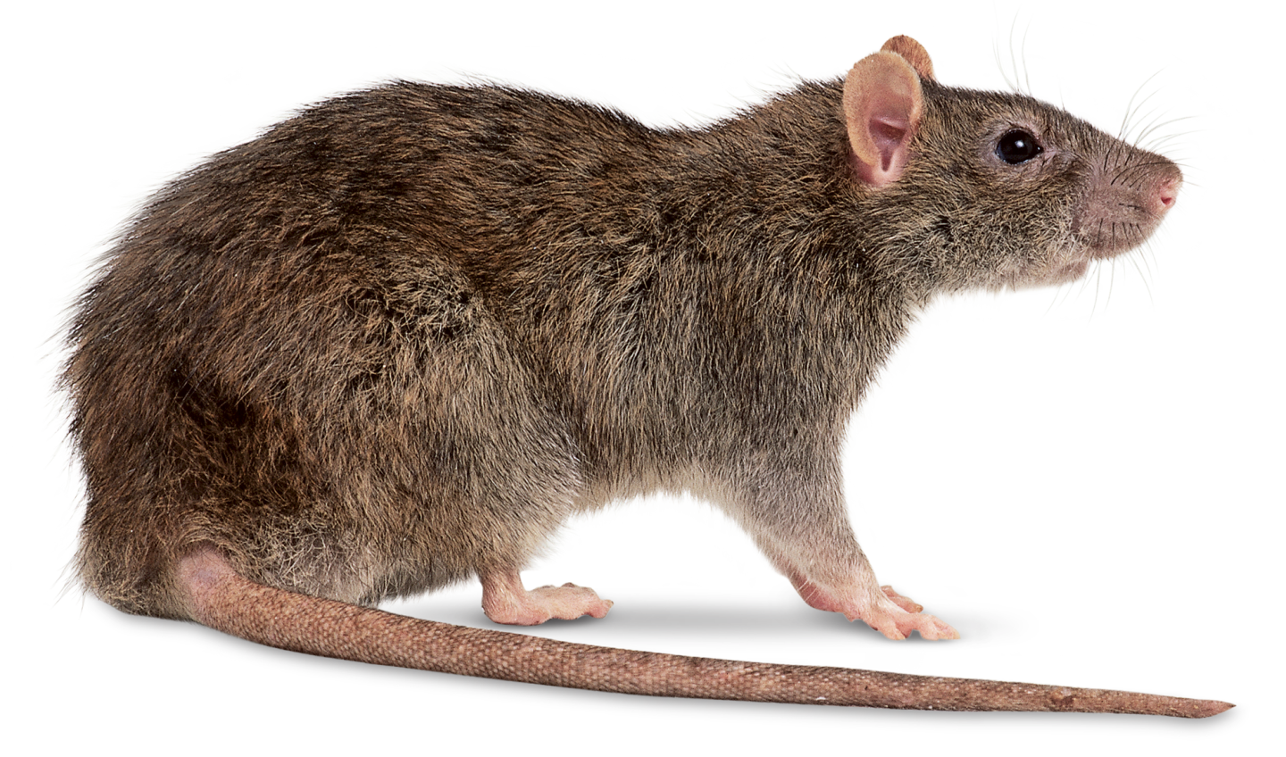 Pitures Of Rats - KibrisPDR