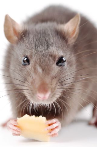 Detail Pitures Of Rats Nomer 2