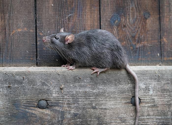 Detail Pitures Of Rats Nomer 11